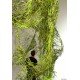 Paravents design Green algue by 50