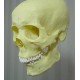 Skull pendant lamp 